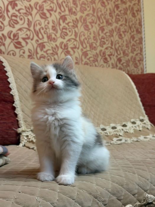 Сибирские малыши