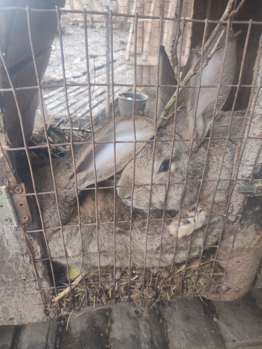 Uriaș german pereche gestantă!