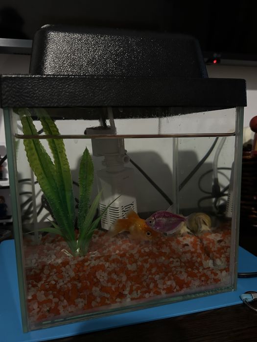 Аквариум на 5 литров, с рыбками