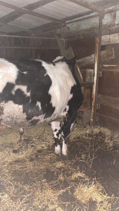 Бука сатам 10 айлык