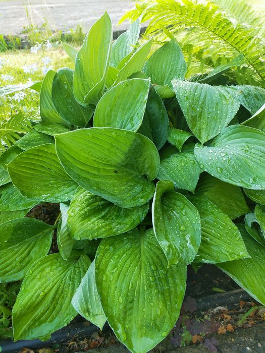 Продажа: Цветы и растения для сада