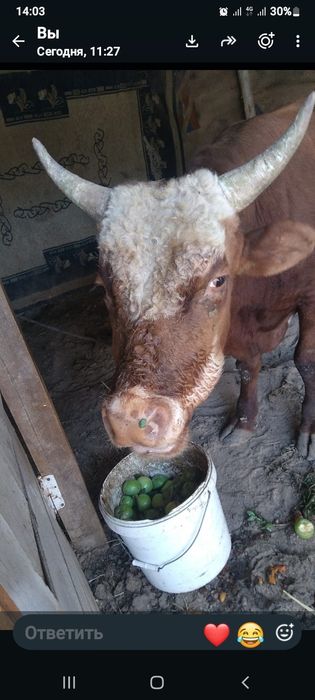 Бұқа 3 жасар сатылымда