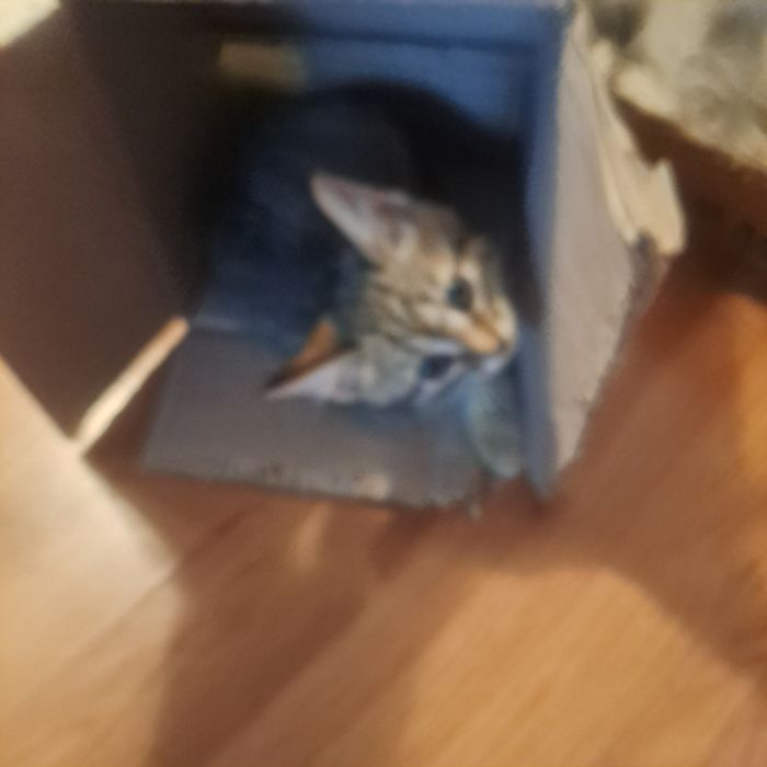 Котята дворовые даром