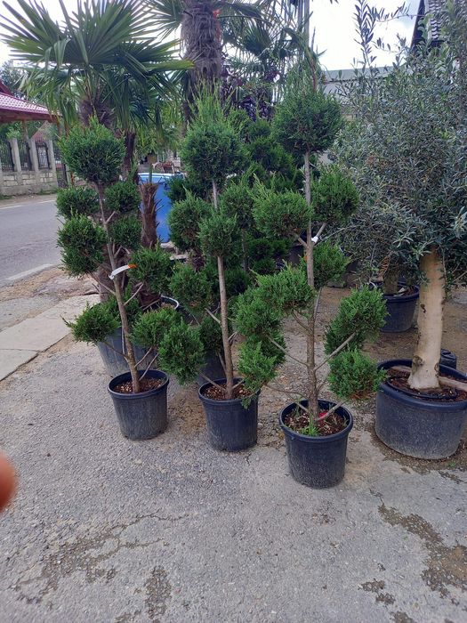 Pom pon spirală din leylandii