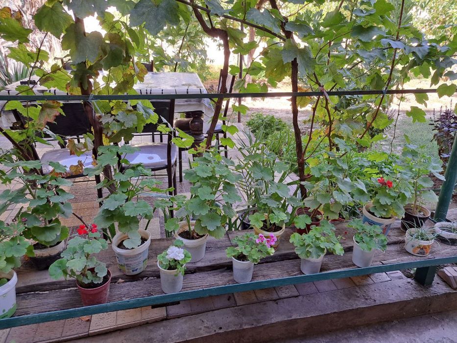 Герани комнатные цветы