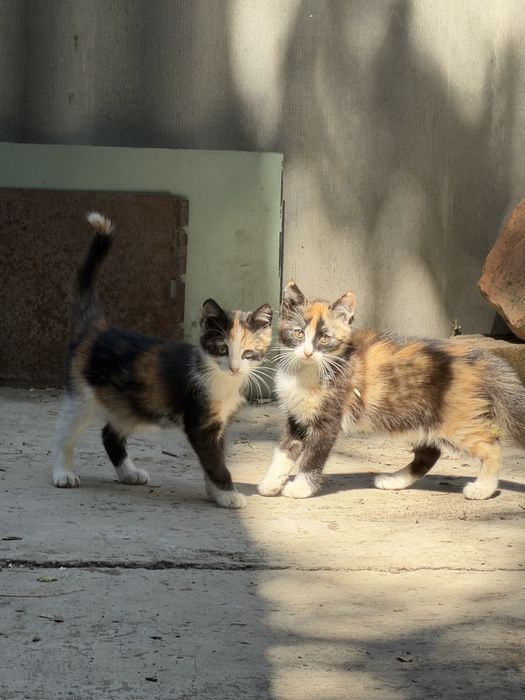 Котята трех цветноые