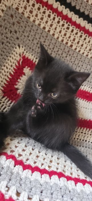 Котята вислоухие
