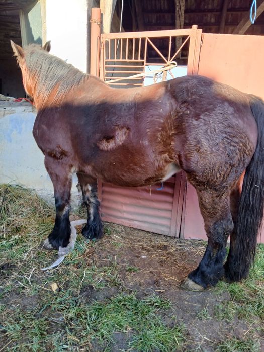 Manza de 3/4 ani de vânzare