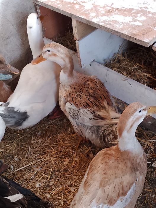 Домашние утки молодые