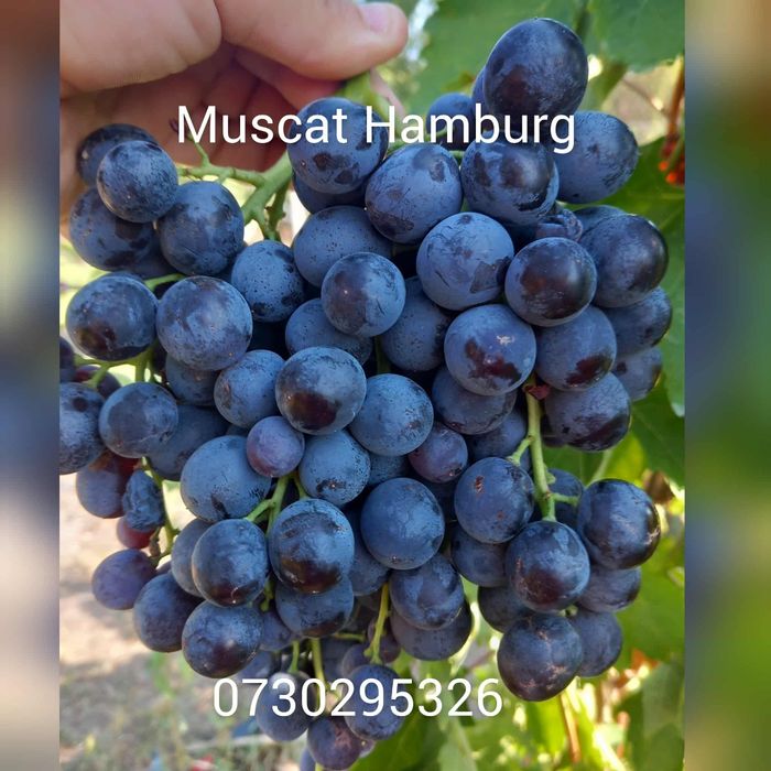 Vând Butasi vita de vie Altoita și Hibridă direct de la PRODUCĂTOR