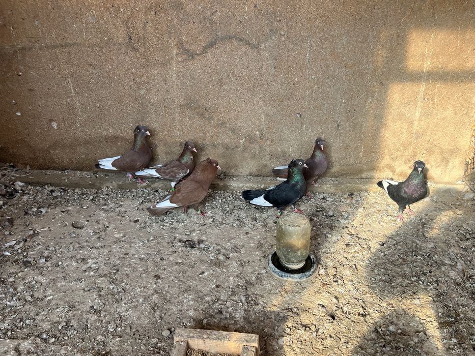 Американцы кормилцы