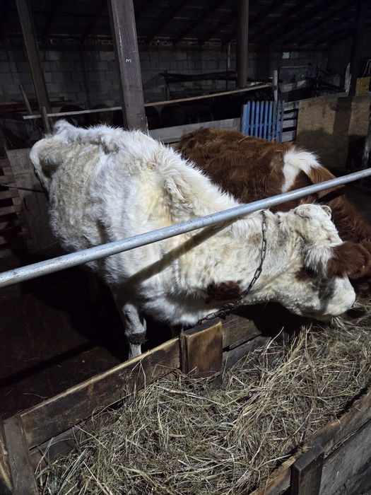 Продам коров с телятами