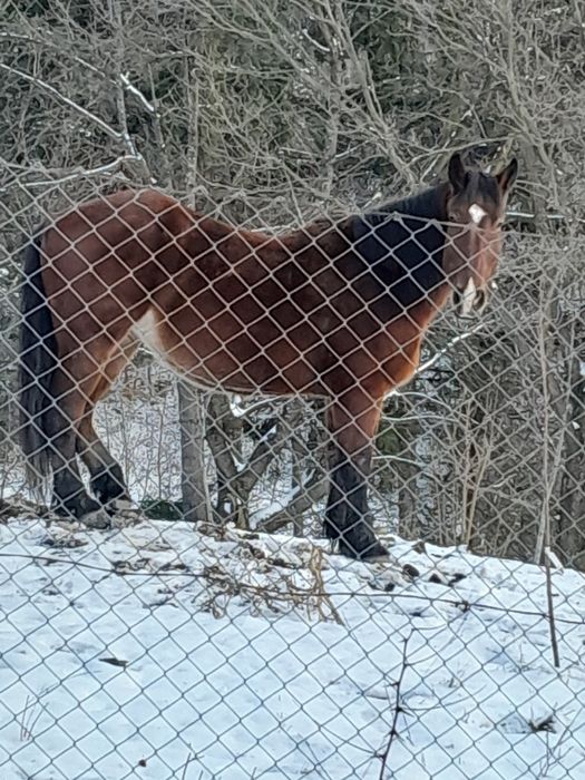 Vând  cal semigreu românesc