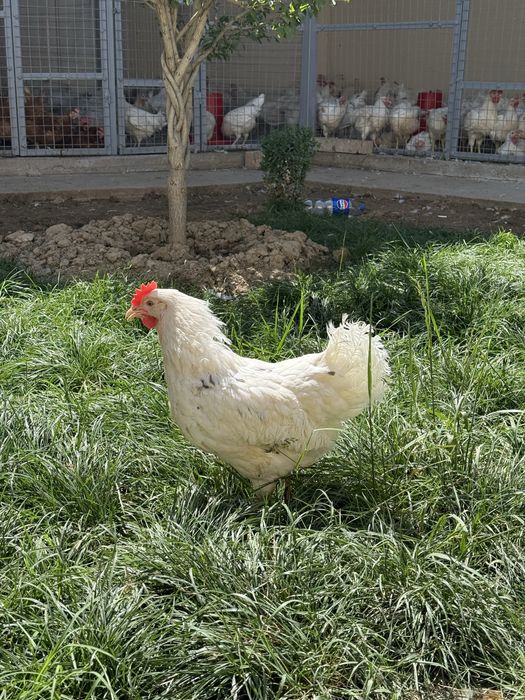 Tovuq horoz lomin sendi