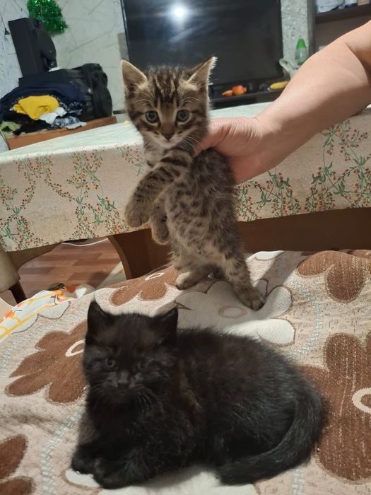 Отдам котят бесплатно