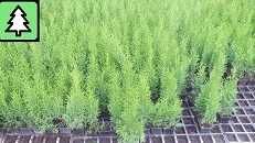 Tuia Emerald, înaltă între 40-60 cm, în oale p9