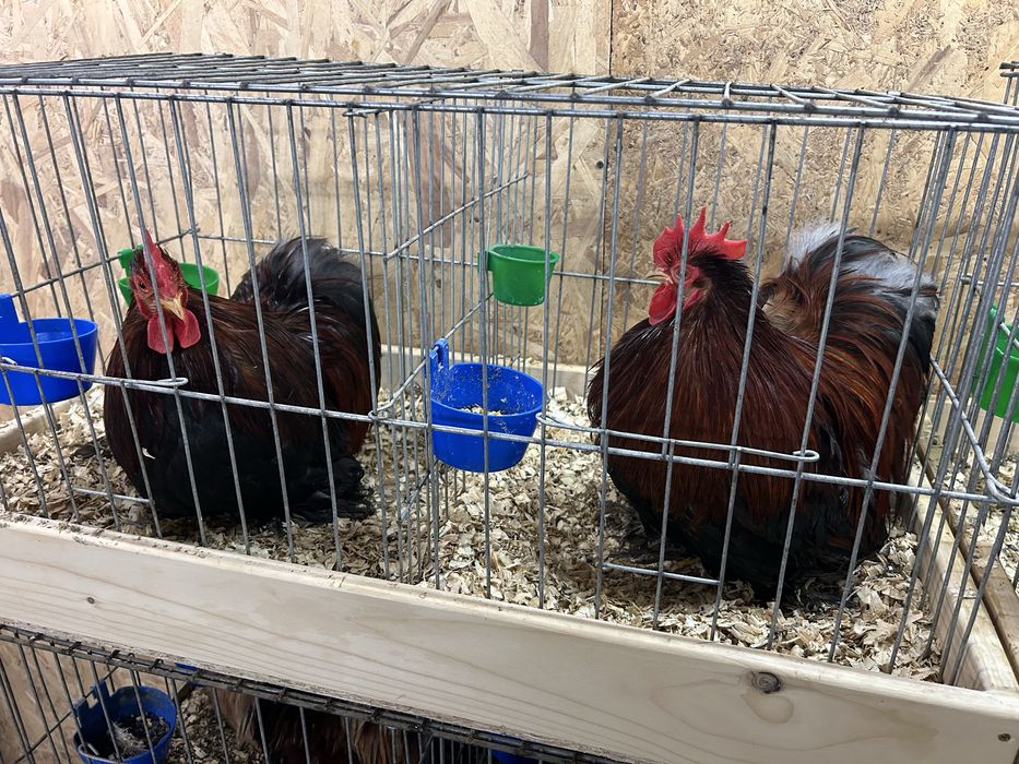 Cochinchina pitic cocosi expo