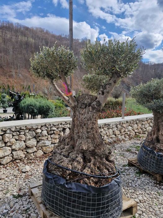 Plante pentru Gradina si Spatii Rezidentiale