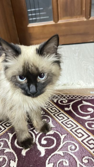 Сиамская мысық  .