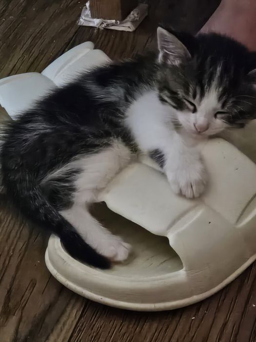 Отдам котят, возраст 6 недель