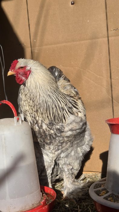 Brahma albastru 2025