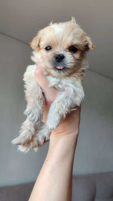 Продам щенка метисы