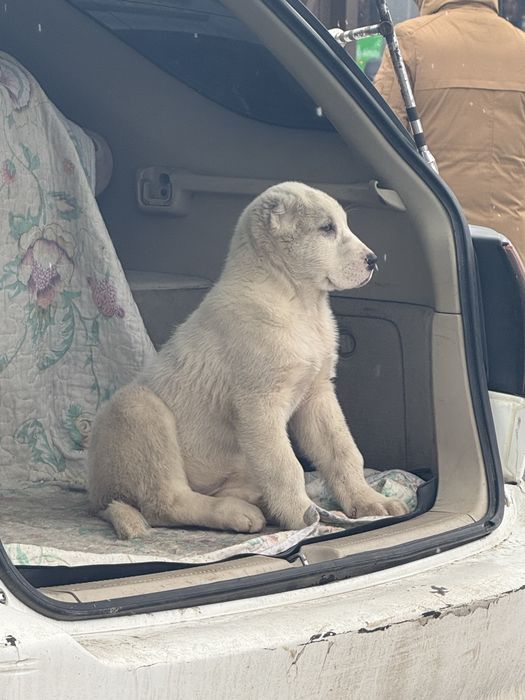 Төбет (алабай)күшігі 2 айлық