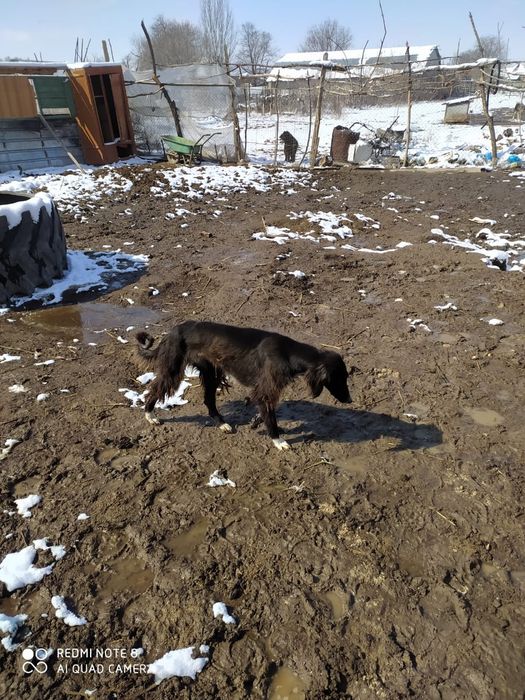 Продам тазы Есть рабочие