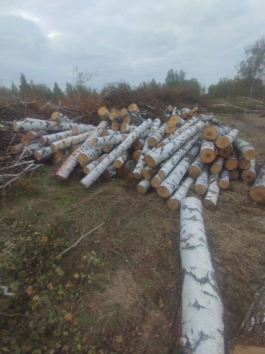 Ақ қайың берёза сатылады продается