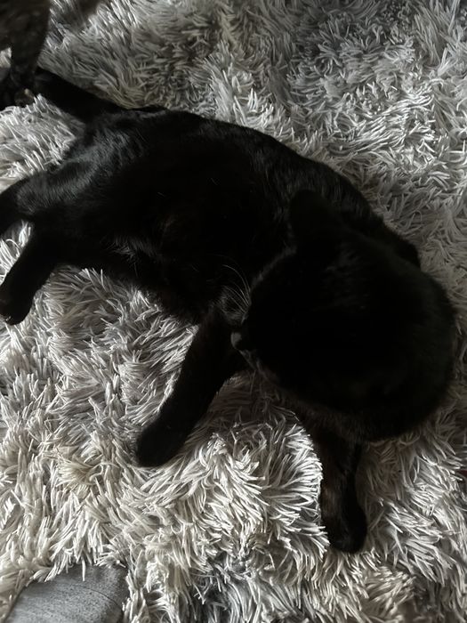 Отдам взрослого черного кота