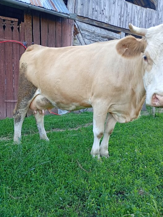 Vind vaca  de 6 ani și juninca de 3 ani fatata recent