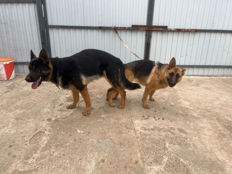 Кобель Немецкой овчарки для вязки
