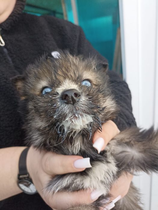 Щенята бесплатно