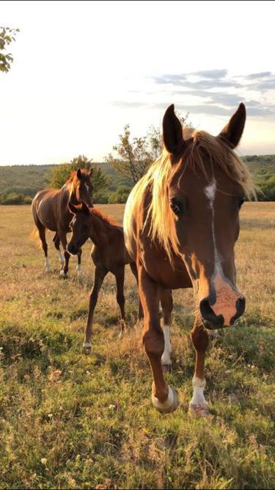 Pur sânge arab ,shagya arab ,cai de toate vârstele .iapa manz armăsar