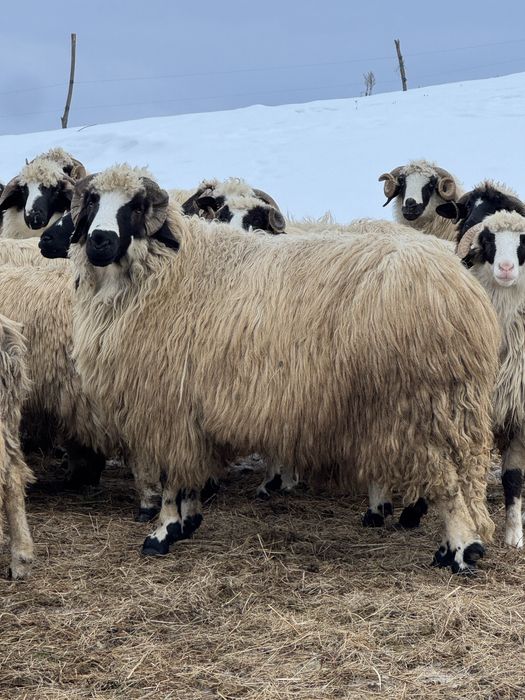 Vând berbeci brezi de la Moldovan  !