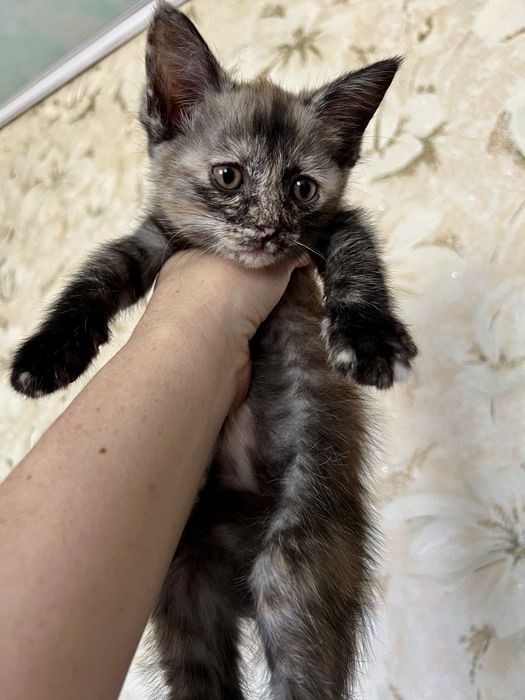 Отдам котят в добрые руеи