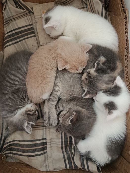 Отдам котят бесплатно