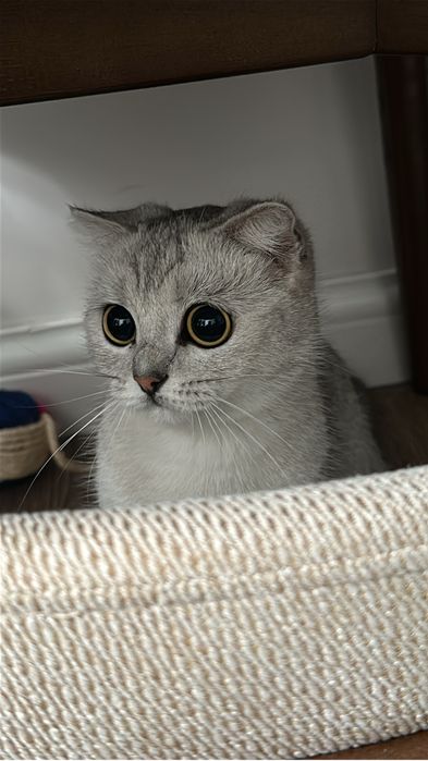 Продается кошка, британская короткошерстная