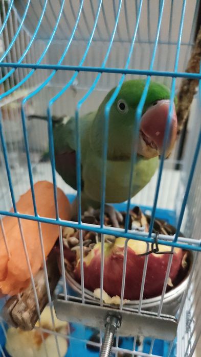 Александрийский попугай ручной