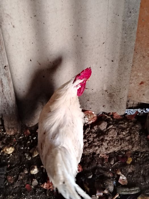 Қораздар сатылады