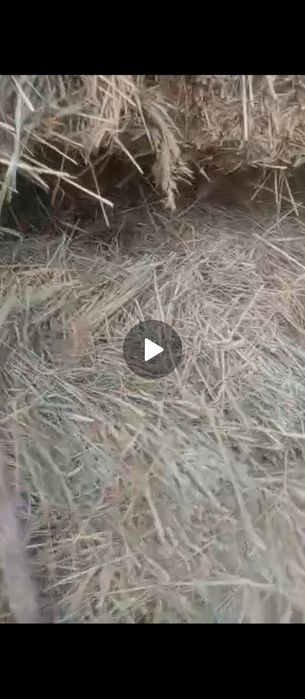 Жәй Шөп сатылады