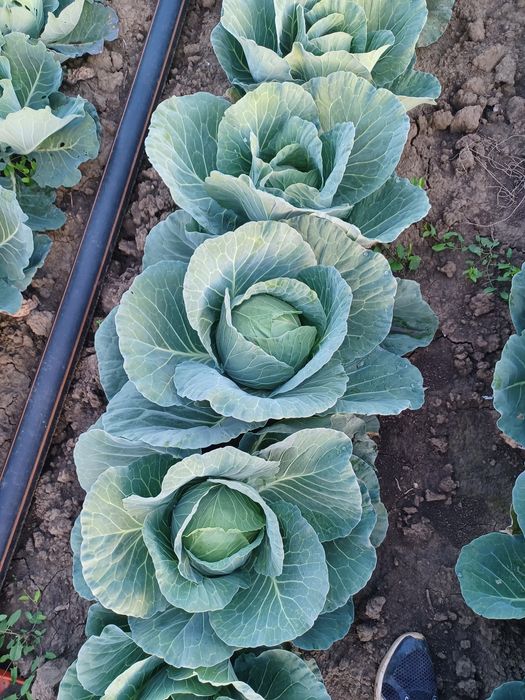 Vând varza de toamna