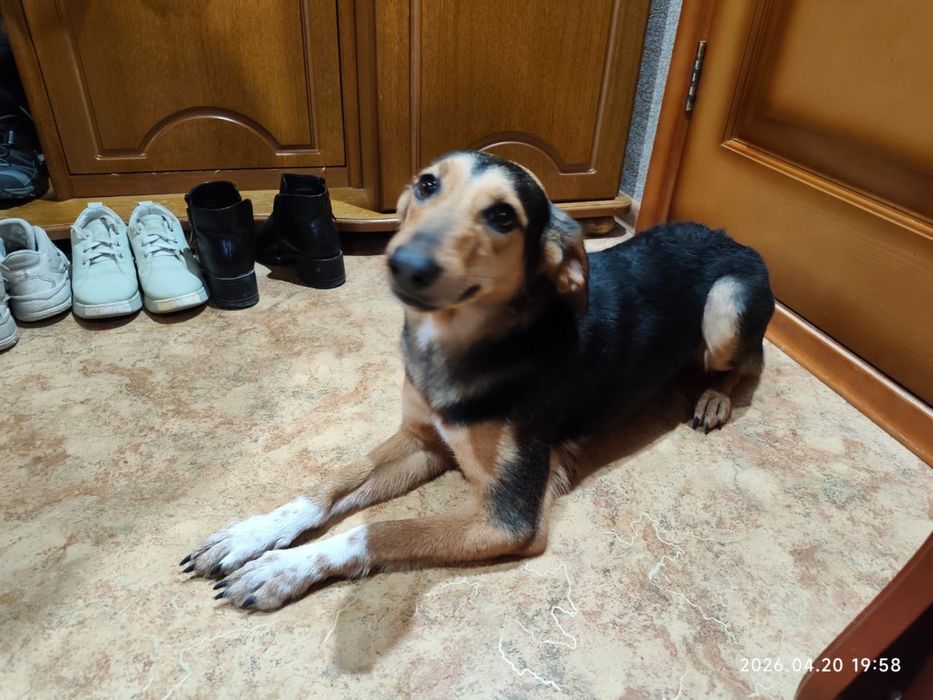 Ищем хозяев. Найдена собачка