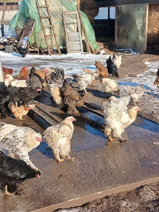 Gaini și cocoși de vanzare