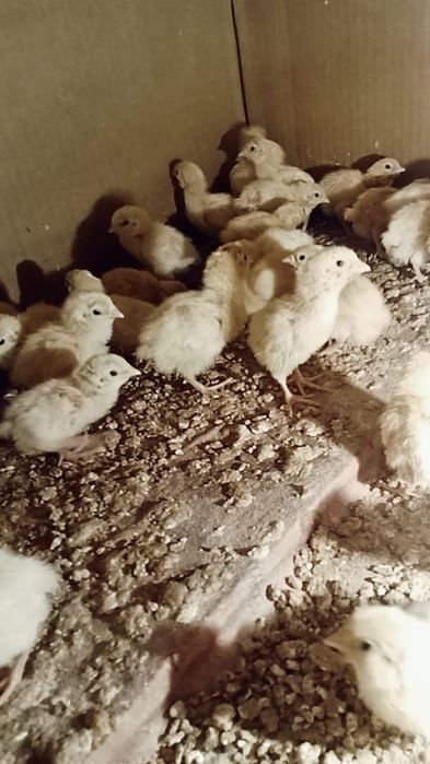 Продается перепелята