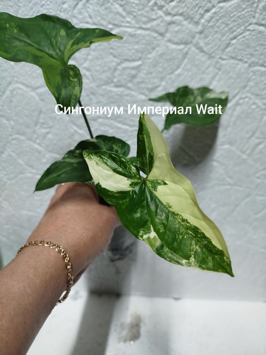 Комнатные растения