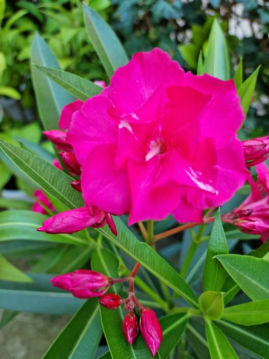 Олеандър Зокум Лян / Nerium oleander,