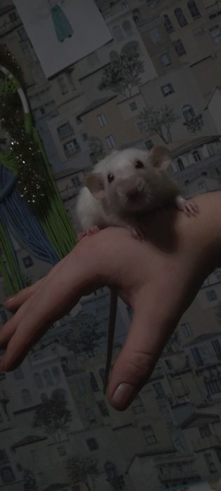 Продам крысу девочка