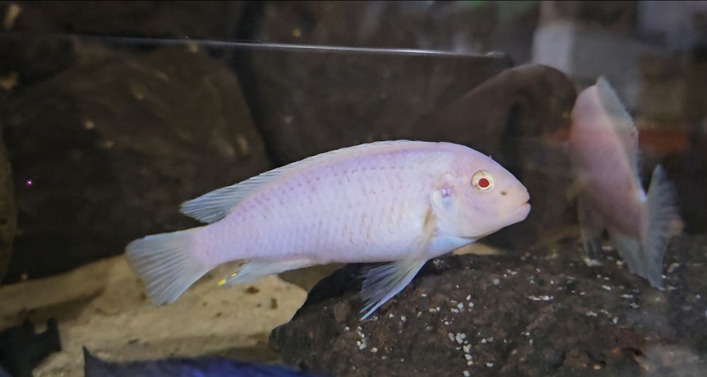 Ciclide africane (mbuna)