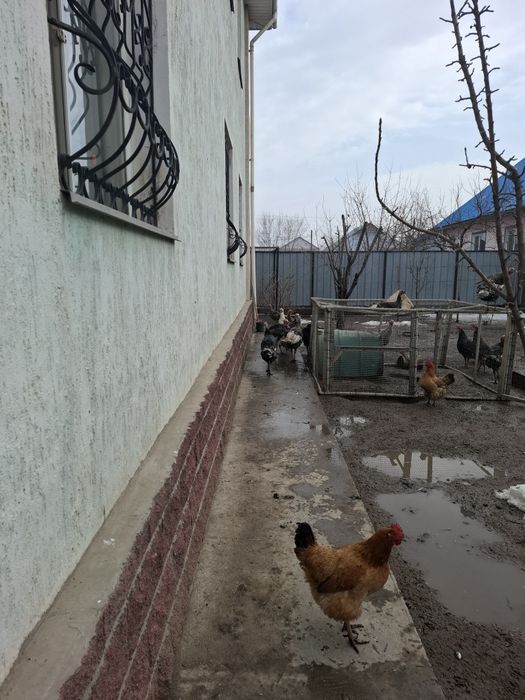 Индюки годовалые